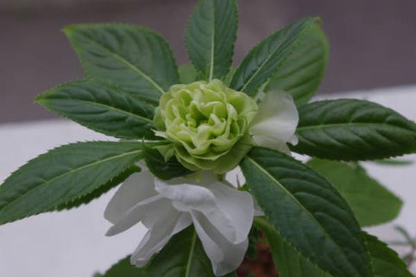 茶花凤仙怎么种？种植方法与注意事项！适宜温度多少度？什么时候开花？