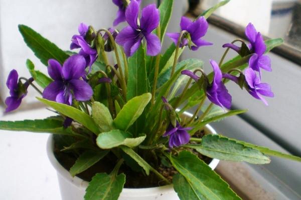 紫花地丁种子怎么种 紫花地丁种植方法与注意事项