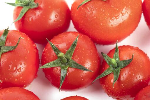 西红柿还没成熟就烂了什么原因？种的番茄烂底怎么回事？农产品知识！