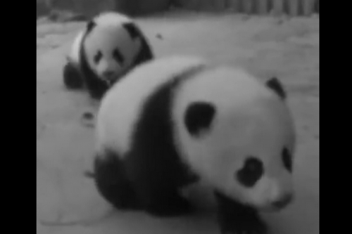 大熊猫双胞胎顺顺溜溜病亡怎么回事 大熊猫双胞胎顺顺溜溜为什么病亡