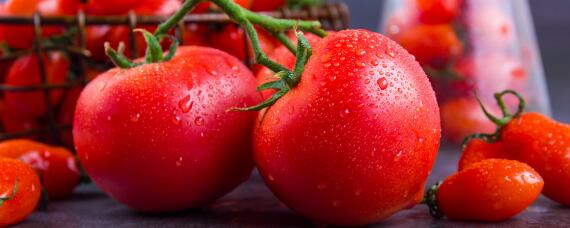 西红柿只长秧不结果怎么办