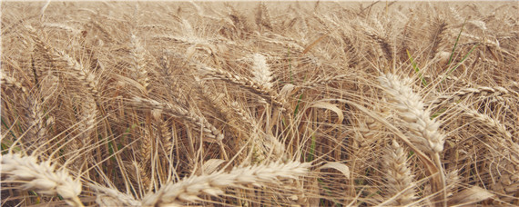 北方小麦收割完后种啥