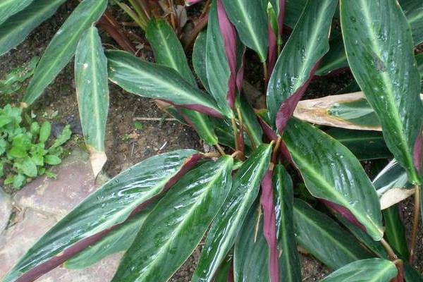 紫背竹芋盆栽怎么养 紫背竹芋的养殖方法与注意事项