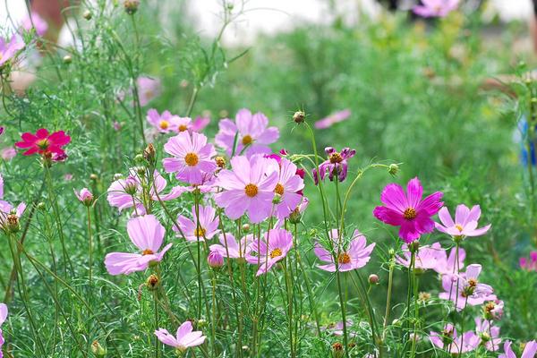 波斯菊