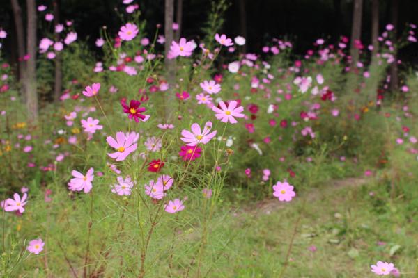 波斯菊