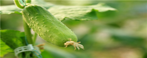 黄瓜弯曲的原因及解决方法？种植问题！