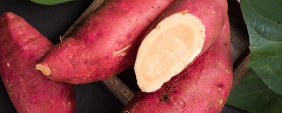 水培红薯的养殖方法和注意事项？种植问题！