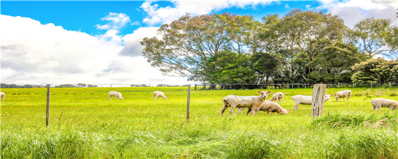 澳大利亚畜牧业发达的原因？农产品知识！