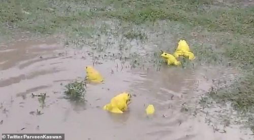 印度一积水田地里惊现大群亮黄色青蛙 原因竟是为了求偶变色