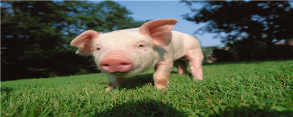 猪呕吐怎么治疗土方法