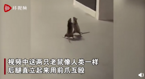两只老鼠站立互殴一旁猫咪被吓傻 图片详情曝光这一幕太神奇了
