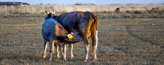 母牛分娩前最明显的征兆？养殖问题！