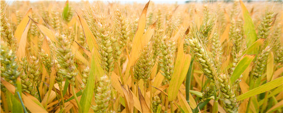 小麦什么时候收割？种植问题！