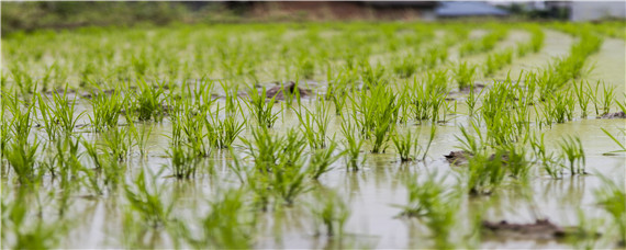 水稻插秧后什么时候开始追肥？种植问题！