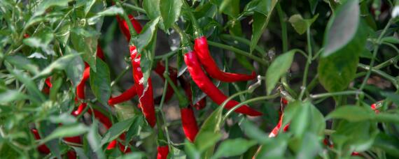 辣椒打农药一般几天可以吃？农产品知识！