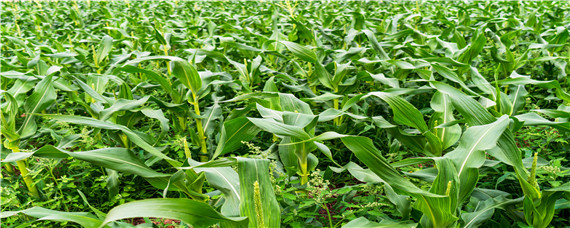 玉米长多高可以施肥？种植问题！
