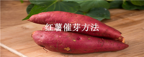 红薯催芽方法？种植问题！
