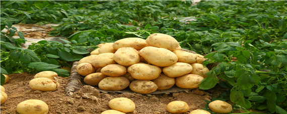 夏季土豆催芽方法