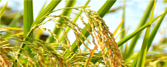 杂交水稻浸种催芽方法