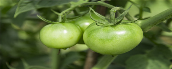 西红柿夏天高温怎么种植