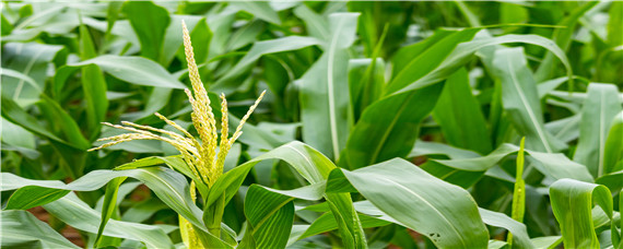 天气干旱可以播种玉米吗？种植问题！