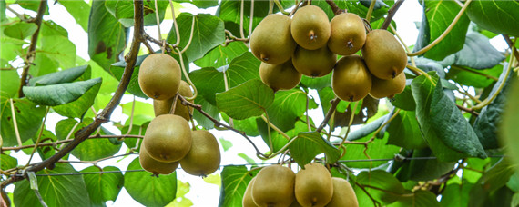种植猕猴桃几年挂果