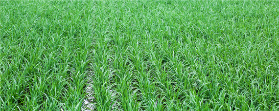 水稻秧苗被淹了还能生长吗？种植问题！