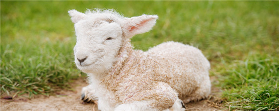 土方羊羔瘫软治疗方法？养殖问题！