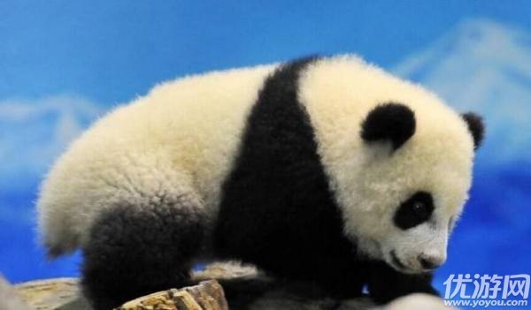 大熊猫的尾巴是什么颜色的呢 森林驿站8月7日每日一题答案