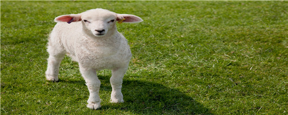 一只羊一天吃多少斤饲料
