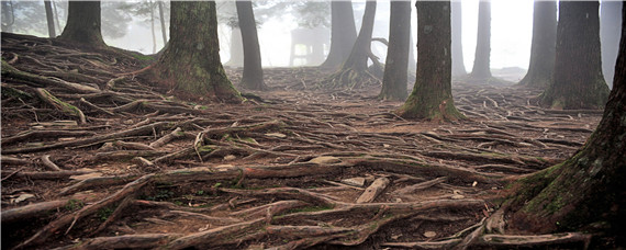台湾森林很多什么产量居世界第一