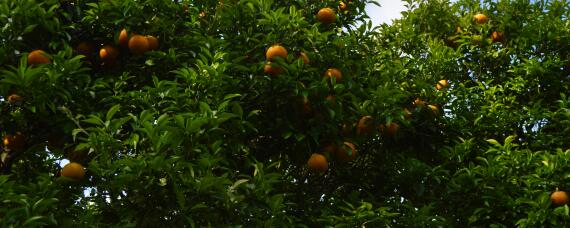 柑橘园杂草如何防控？种植问题！