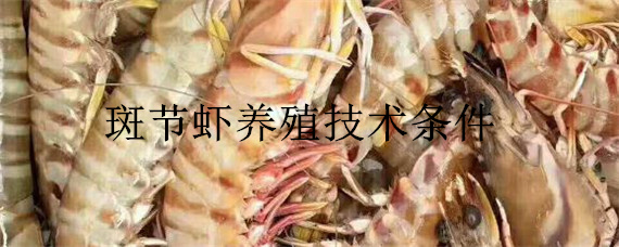 斑节虾养殖技术条件
