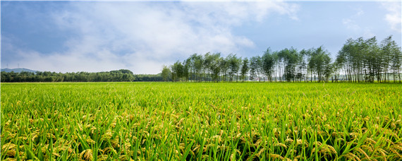 2020年国审水稻品种