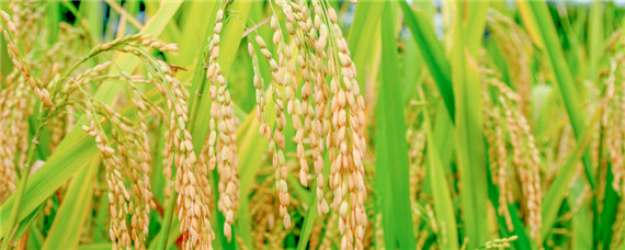 水稻在7月几号追穗肥