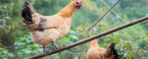 荒山养鸡需要办手续吗？养殖问题！