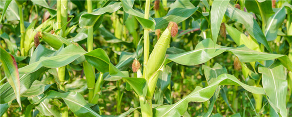 玉米褐斑病影响产量吗？种植问题！