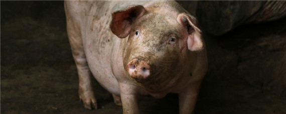猪死胎原因有哪些？养殖问题！