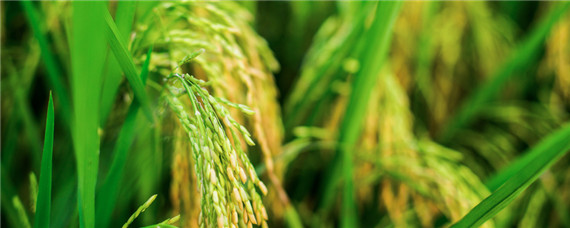 水稻抽穗期什么时候打药？种植问题！