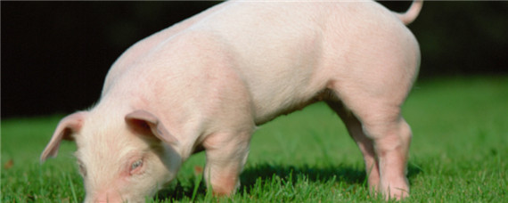 猪为什么要剪尾巴？养殖问题！