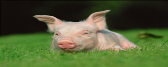 猪热应激的症状以及防治方法