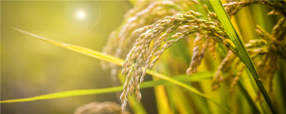 水稻抽穗扬花期的管理要点？种植问题！