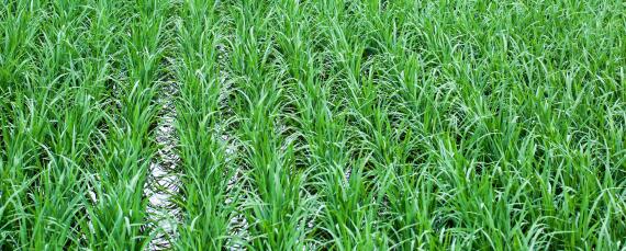 水稻白穗原因及防治？种植问题！