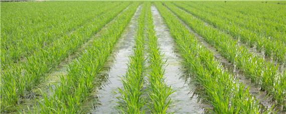 水稻什么时候排水最佳？种植问题！