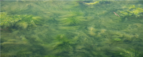 鱼塘蓝藻治理最有效的方法？养殖问题！