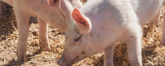猪的养殖技术方法