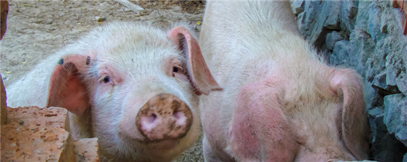 小型养猪场粪便处理？养殖问题！