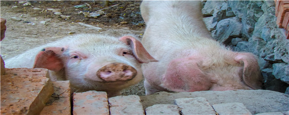养猪技术与猪病防治