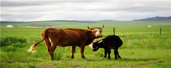 牛的养殖技术及饲养方法？养殖问题！