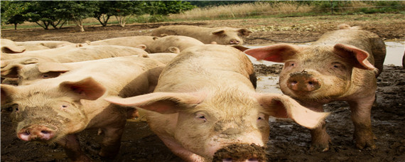 40平米猪圈能养几头猪？养殖问题！
